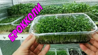 👩🏻‍🌾🌱🌱ВЫРАЩИВАНИЕ МИКРОЗЕЛЕНИ БРОККОЛИ. МИКРОГРИН КАПУСТЫ БРОККОЛИ