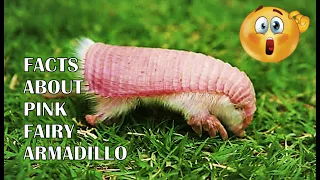 15 True Facts About Pink Fairy Armadillo | Fun Facts | Weird but True