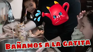 LA GATITA TIENE PULGAS !!!