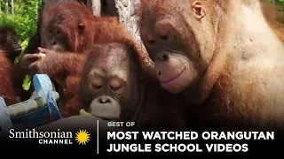 Most Watched Orangutan Jungle School Videos 🥺 Smithsonian Channel