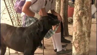 Perro compra galletas en un colegio con hojas de árboles