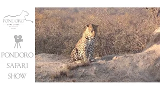 Leopard waiting for warthogs at their burrow at Pondoro