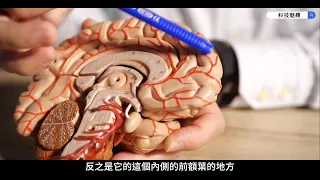 腦科學剖析｜科學家看大腦中的杏仁核如何左右我們的情緒問題！