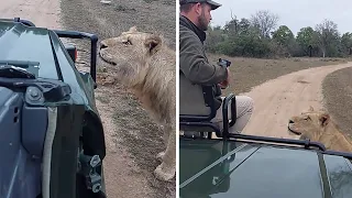 Dangerous close call with curious male lion