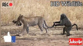 After Baboon Mother Dies, Leopard Treats Baby Baboon Like it's Mother | HDWildlife