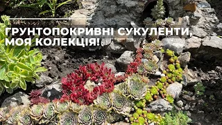 Грунтопокривні СУКУЛЕНТИ, моя колекція!