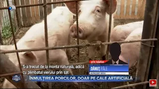 Stirile Kanal D (22.04.2023) - Inmultirea porcilor, doar pe cale artificiala | Editie de seara