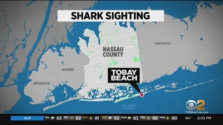 Shark spotted at Tobay Beach in Oyster Bay