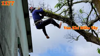 Full : Vua Khỉ cưa hạ gốc cây Xoài c.hết khô hơn 200 hoành . Cutting mango tree