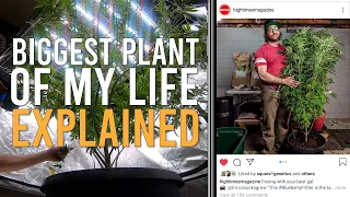 HOW I GREW THE BIGGEST INDOOR PLANT OF MY LIFE (EXPLAINED) WATER WHEN DRY METHOD!