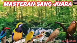 MASTERAN BURUNG MURAI ISIAN SIKATAN LONDO KERAK BASI WAMBI CAK CUNGKO KENARI TENGKEK CIGUN PLECI