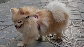 Unveiling the Secrets: Pomeranian Spitz Puppy Bruno's Adventurous Walk