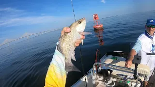 Dolphin tried taking my fish while Fishing the Skyway Channel