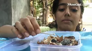 How to Feed a Baby Bird