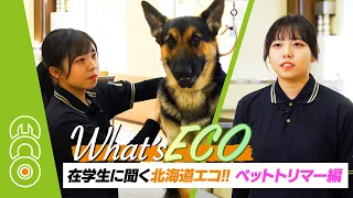 What's ECO 在学生に聞く北海道エコ!! ペットトリマー編【#北海道エコ動物自然専門学校】