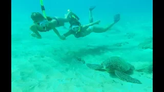 Carla Underwater - Swimming underwater with turtles and one shark