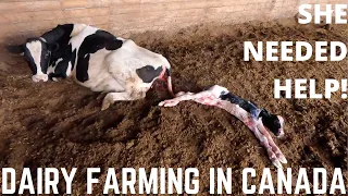 This Heifer Needed Help Calving!