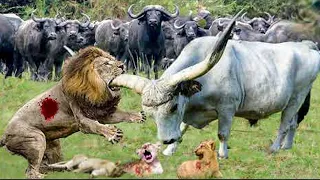 It's Great.. The Buffalo Finally Decided To Destroy The Lions! Buffalo's Power Is Like A Thunderclap