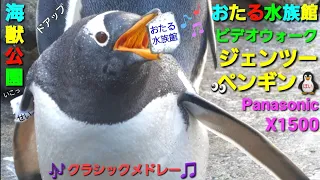 【高評価517】全国の皆さん・小樽水族館へ 行けない方必見❗海獣公園を歩き撮りしてみました👀リアルガチ映像💖ドアップで あの人気の被写体も・・  Panasonic HC-X1500撮影映像