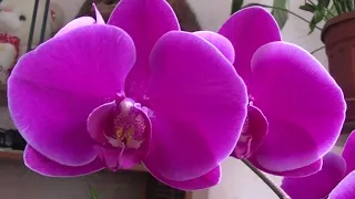 Орхидеи: Мой цветущий подоконник середина января 2019 г.