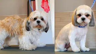 Shih Tzu Grooming ❤