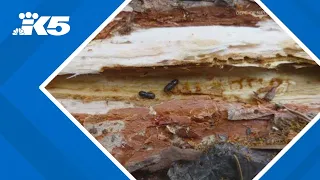 Washington state sees 'concerning' spread of bark beetles