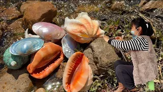 Many snails suddenly appeared on the beach. Some snails have lots of pearls