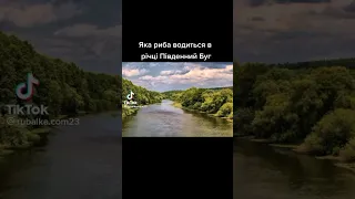 яка риба водиться в річці південних буг