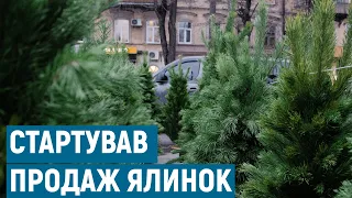 Ялинкові ринки в Одесі: де та за скільки продають новорічні дерева