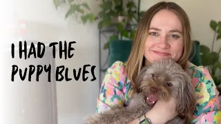 I had the puppy blues | My experience with our Havanese puppy