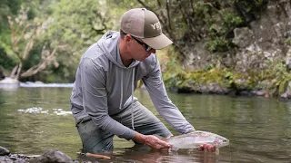 New Zealand North Island trout