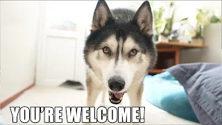Snarky Husky Says You’re Welcome And Oh Well!