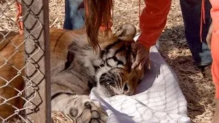 Ingrown Nails Cause Rescued Tiger Huge Problems