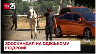 🐎 Привселюдно зарізали чи вмер сам?! Одеський іподром звинувачують у жорстокому поводженні з конем