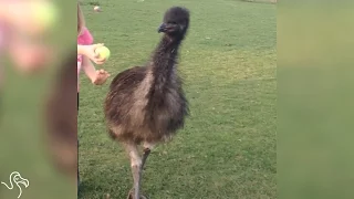 This Emu Loves To Play Fetch Just Like A Dog