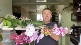 лёгкая ПЕРЕСАДКА ОРХИДЕЙ в СУПЕР грунт для разных условий содержания и полива орхидеи