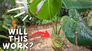Do this when growing MONSTERA IN WATER long term 💦