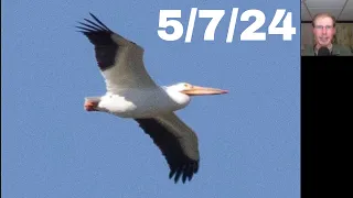 [68] American White Pelican and Sandhill Cranes at the Braddock Bay Hawk Watch, 5/7/24