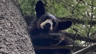 Fun Family Idaho Bear Hunt