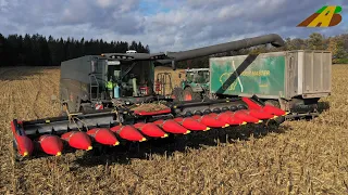 Mähdrescher MF IDEAL 9T - Großeinsatz Mais dreschen - Maisernte Landwirtschaft Big Combine Harvester