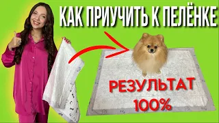 Как приучить щенка к пеленке / результат 💯 #моисобаки