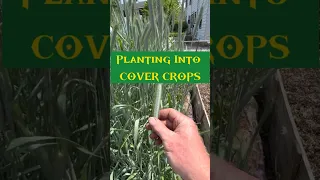 How To Terminate And Plant into COVER CROPS!!.. NOW is the time!! #gardeningtips #growyourownfood