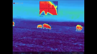 More Thermal Image Hog Hunting