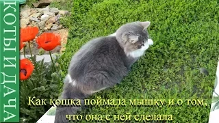 #Как кошка поймала мышку и о том, что она с ней сделала.Смешные кошки.Приколы про кошек и котов.