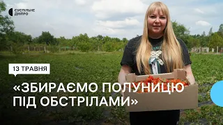 «Вирощуємо, бо треба за щось жити». Жителі Нікопольщини вирощують полуницю в умовах війни