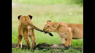 Lion Cubs Playing with Dad's tail