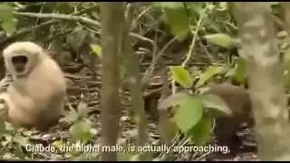 Animal Odd Couples PBS Nature Documentary