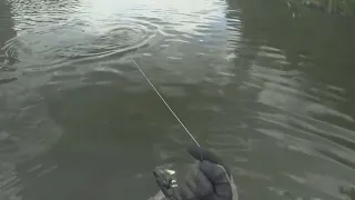 Рыбалка с рогаткой. Трофейный Сазан (Fishing with a slingshot)