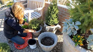 Strawberry Propagation Update, Sempervivums by the Pond & Evergreens for the Hartley! 🍓🌿🌲