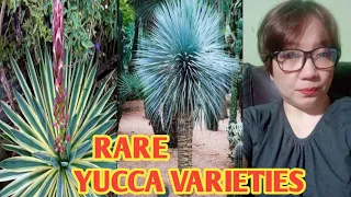 RARE YUCCA VARIETIES @margiepulido21